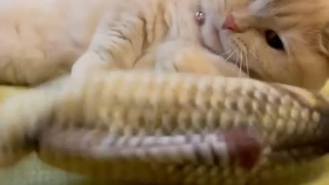 Cute kitten video 😍💕#cute #kittens #cat#cats