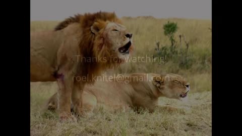 Lion king fight must see