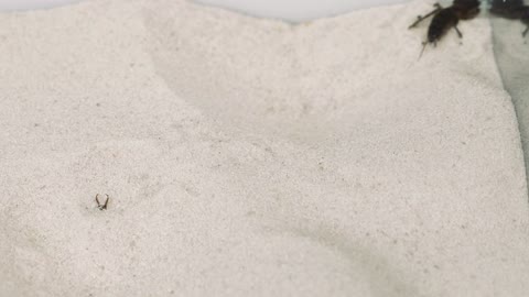 THE BRUTAL BATTLE OF THREE ANT LIONS AND TWO MOLE CRICKETS ! [Live feeding!]-20