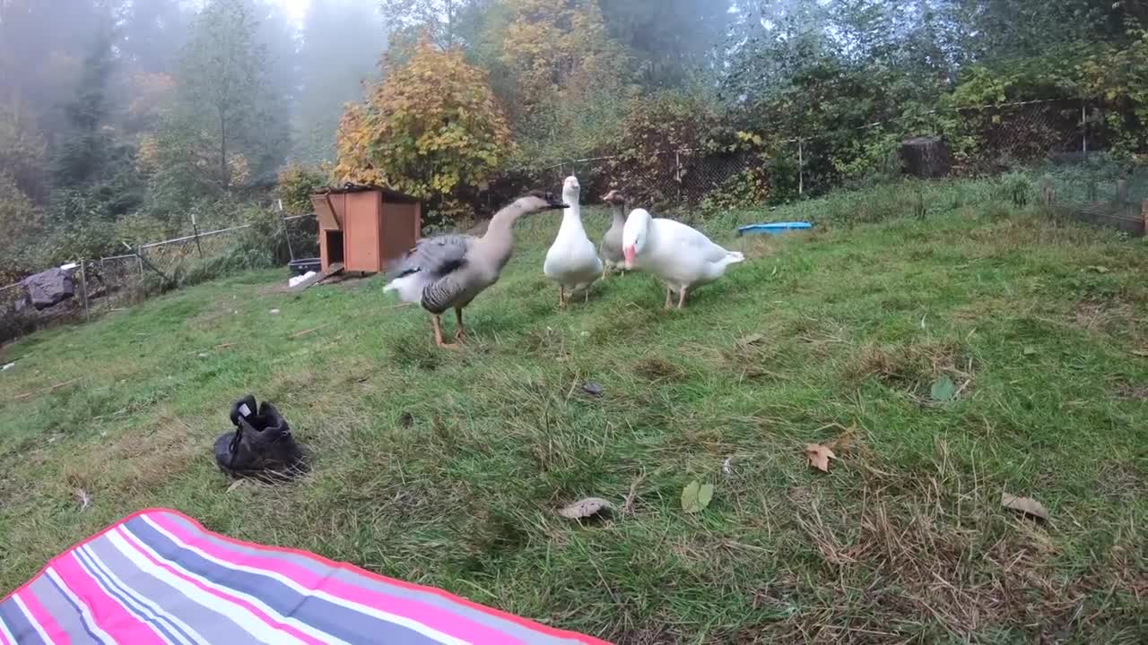 Pet Goose Hugs his Owner but Attacks Everyone Else