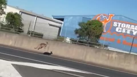 KANGAROO on Freeway