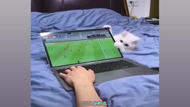 Funny cat and dog compilation😂😭😂2023