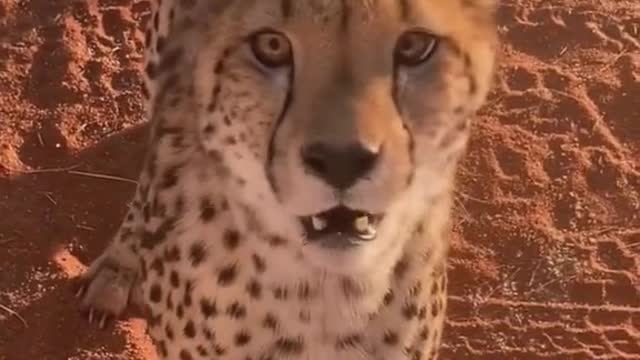 Wildlife zero distance wildlife protection