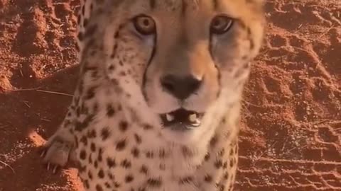 Wildlife zero distance wildlife protection