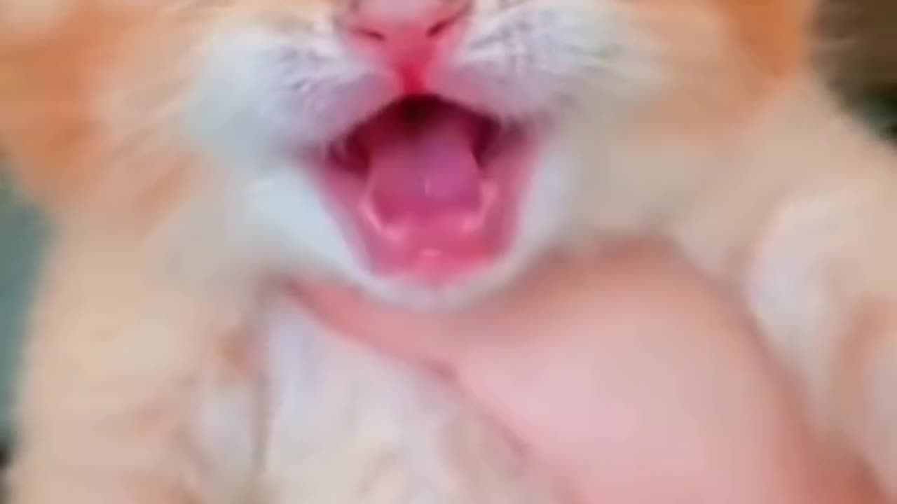 What the kitten is doing