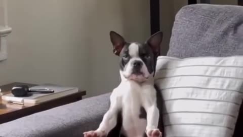 Dog funny video