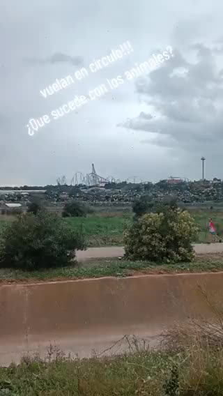 Qualcosa sta Arrivando - Barcellona. Uccelli volano in cerchio