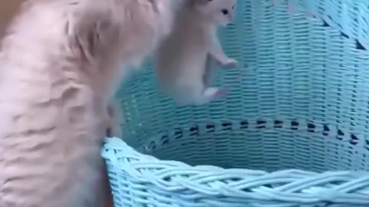 Funniest Videos 2023 😂 Funny Cats 🐱 #cute #cat #short