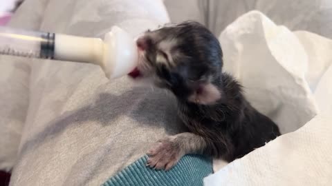 Cute Baby Kitten Feeding...