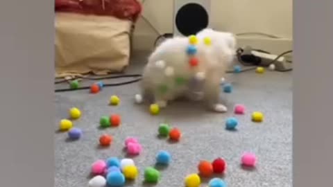 Funny cat and dog video 🤣 interested video