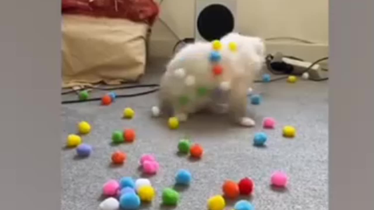 Funny cat and dog video 🤣 interested video