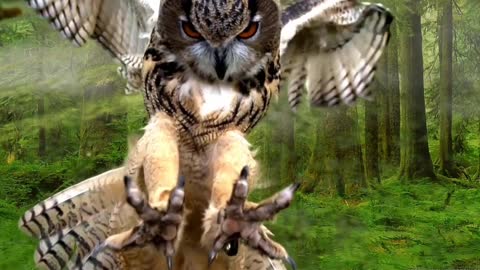 BEAUTIFUL CREATURES OF NATURE