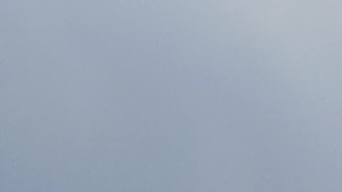 Flock of birds