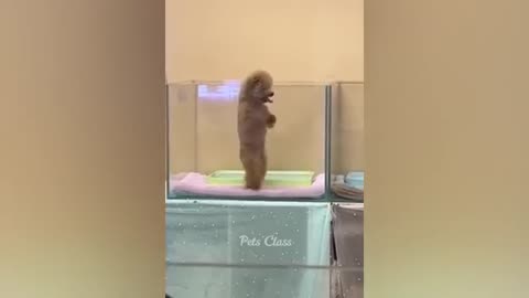 Animals funny video @funnyvideo@