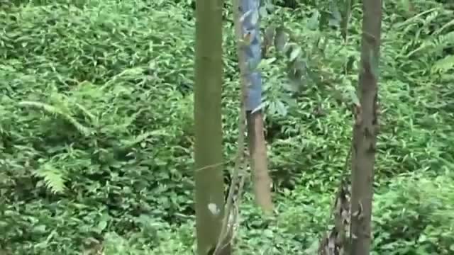 Hungry panda