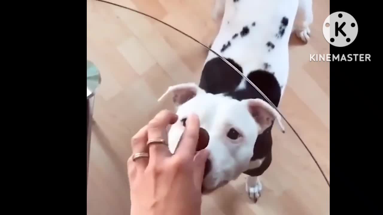 Dog training