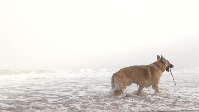 Pet_ dog