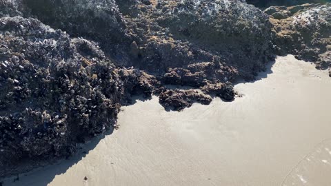 Caminhada Imersiva na Praia de Mariscal, Bombinhas