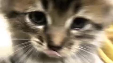 CATS will 102% make you laugh 😂Funny Cats Videos 2024Cipicipicapacap #cipicipi #trending #fyp #cat