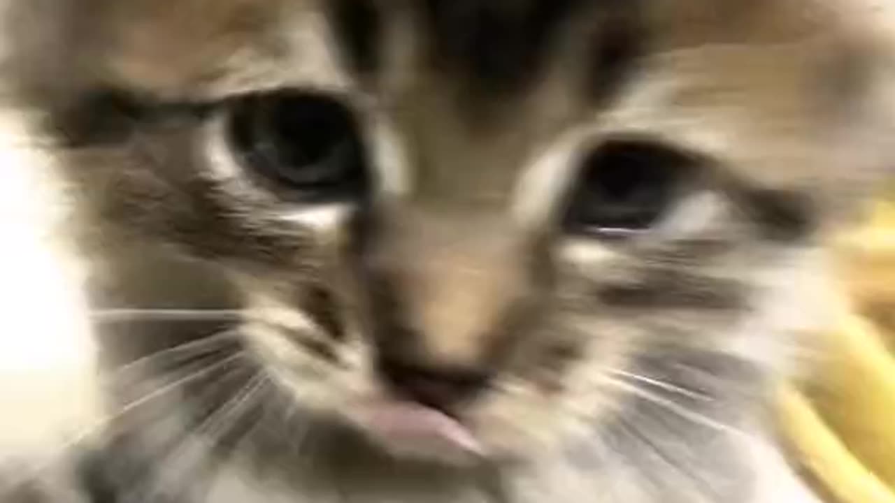 CATS will 102% make you laugh 😂Funny Cats Videos 2024Cipicipicapacap #cipicipi #trending #fyp #cat