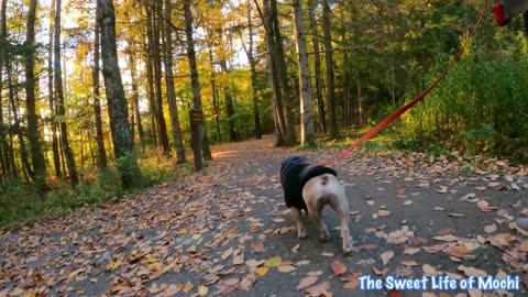 Getaway Cabins: New York - Travel Vlog with a Frenchie | The Sweet Life of Mochi