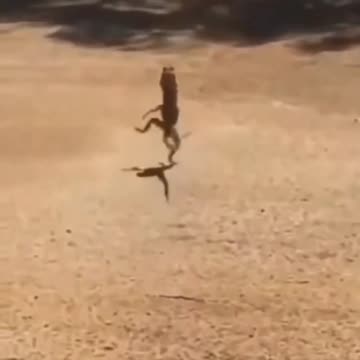 Funny Animals 🙉🐶🐈🐒 Joy Funny Factory