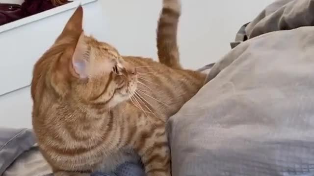 Kattan rioters