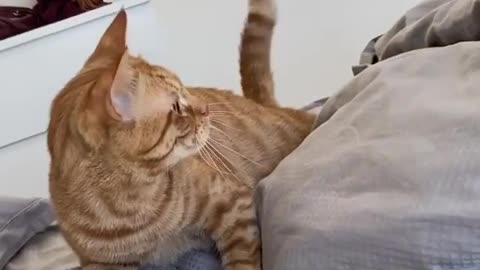 Kattan rioters