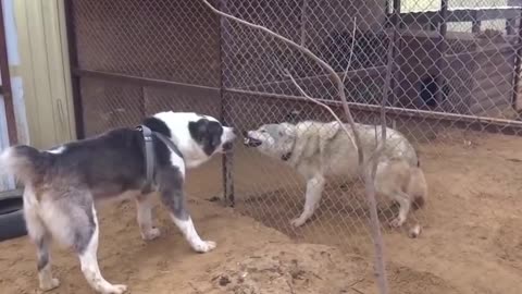 ENG ZAHILDOR VA SHERLARNI ENGA OLADIGON IT ZOTLARI itlar jangi emas Pitbull