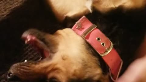 Not so vicious Dog
