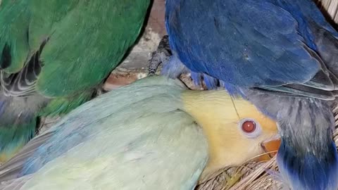 Different colors of nature