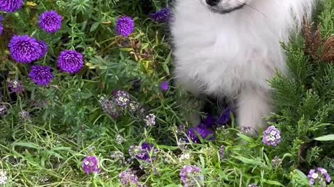 My cute dogs in flower