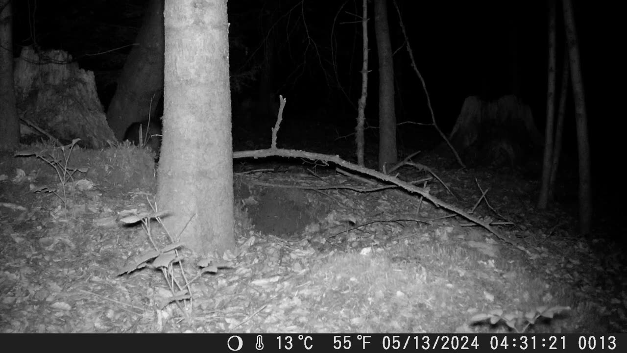 Badger at night in the forest - Dachs nachts im Wald unterwegs