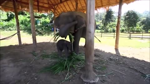 Funny Elephant video || try not to laughing || baby elephant fun with human