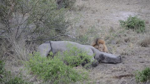 Lion Munches Down on Rhino