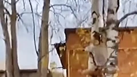 These Cute Funny Animals Try To Act Like Cats And Snakes – hilarity ensues!