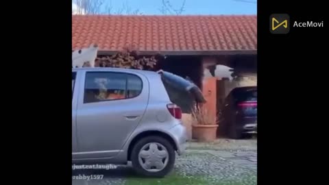 Cute funny animal video 😅 #21