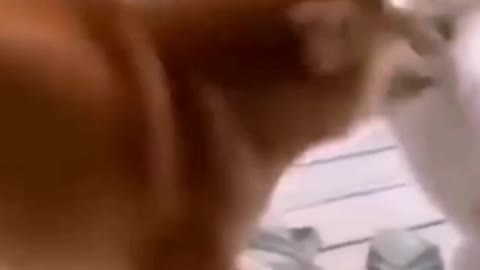 Dog video
