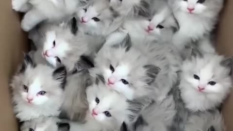 So Funny Cats!!!!