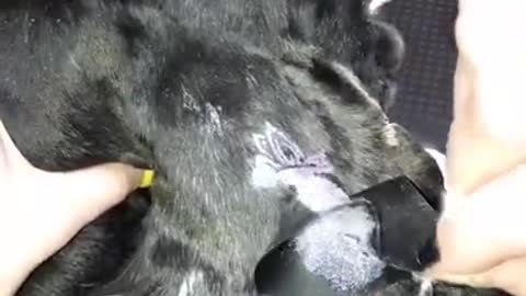 Bling Bling DOG - DAILY ANIMALS SHORTS