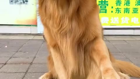 Dog child this move is a conspiracy, boss