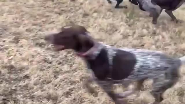Want a German Shorthair Pointer? You'll need a lot of energy