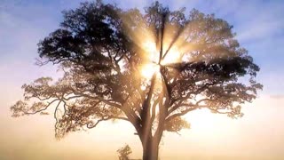 Let the Morning Come