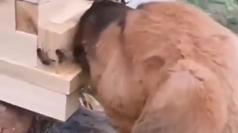 TRY NOT TO LAUGH 😆 Best Funny Videos Compilation 😂😁😆 Memes