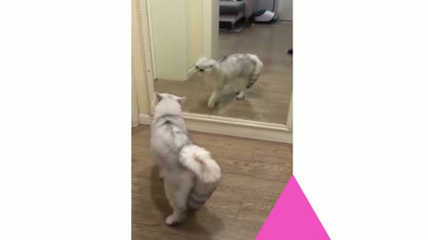 Funny cute cat videos
