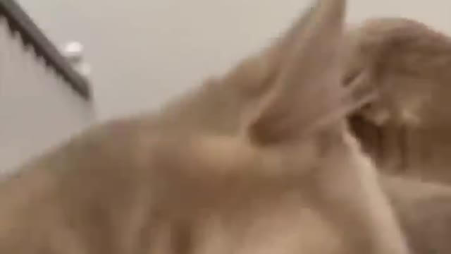 cute dogs and cats