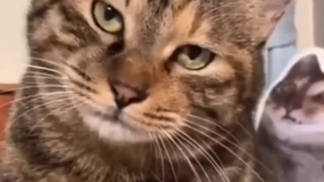 Tom and the gift