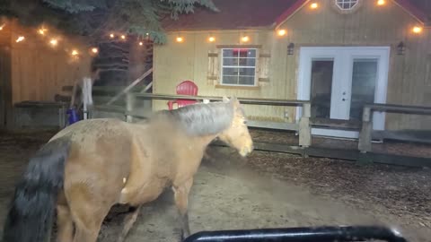 It was a foggy morning breakfast for the herd today