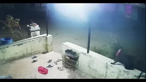 Leopard Attack And Kill Pet Dog ! Leopard VS Dog #leopard #dogvsleopard #animals