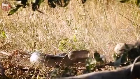 Unbelievable Honey Badger And python final battle